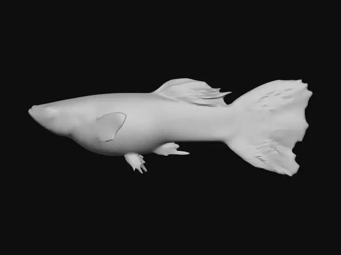 3D model for Ginga Rubra Endler Guppy Male