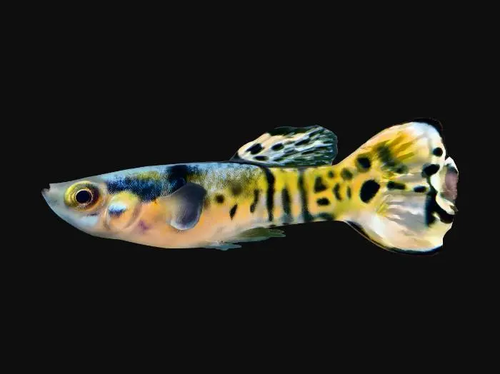 3D model for Tiger Endler Guppy Male