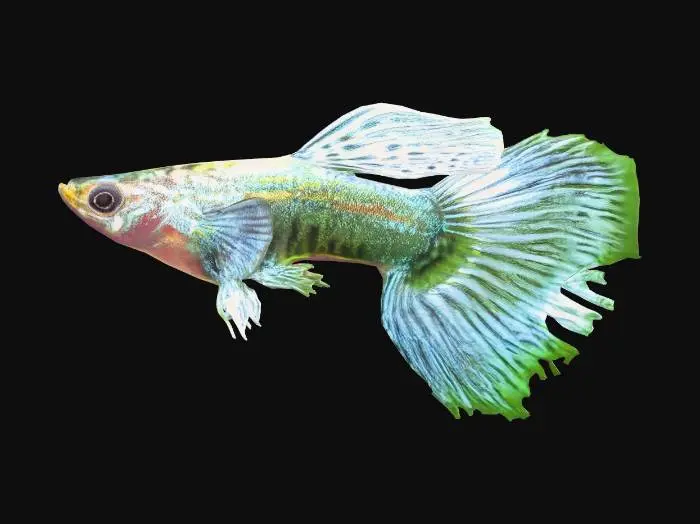 3D model for Blue Metal Dragon Guppy Male