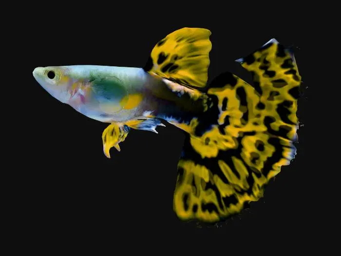 3D model for Cobra Guppy Male