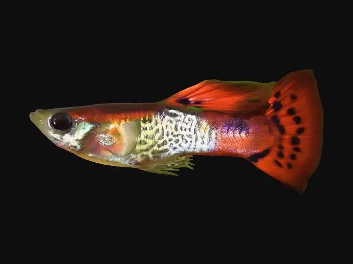3D model for Red Cobra Guppy Male
