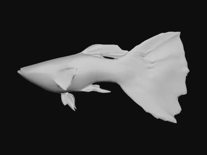 3D model for Albino-King-Cobra-Redtail Guppy Male