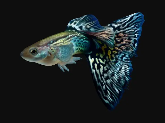 3D model for Mosaic Guppy Male