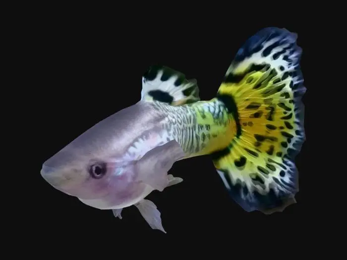 3D model for Golden Mosaic Guppy Male