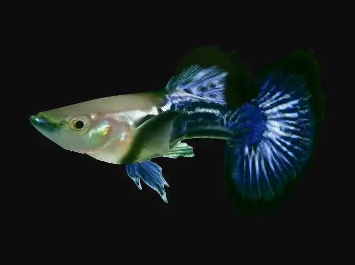 3D model for Dragon Guppy Male