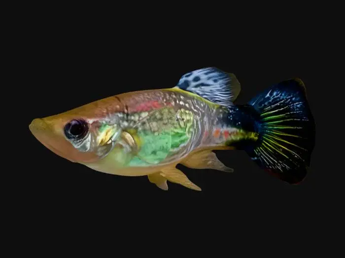 3D model for Mosaic Guppy Male