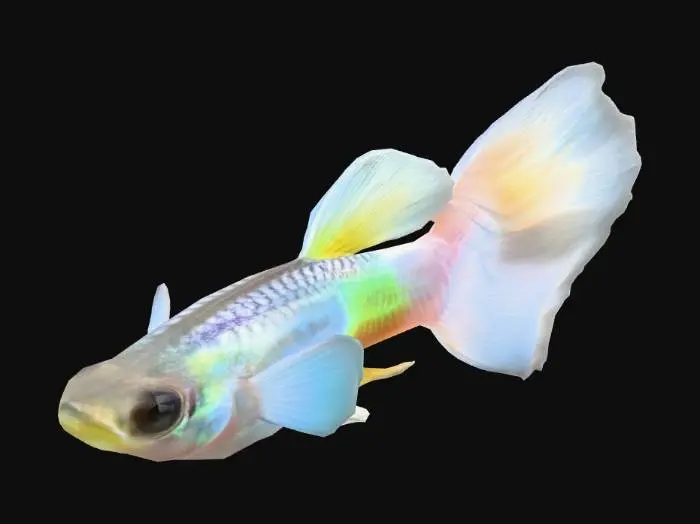 3D model for VeilTail  Guppy Male