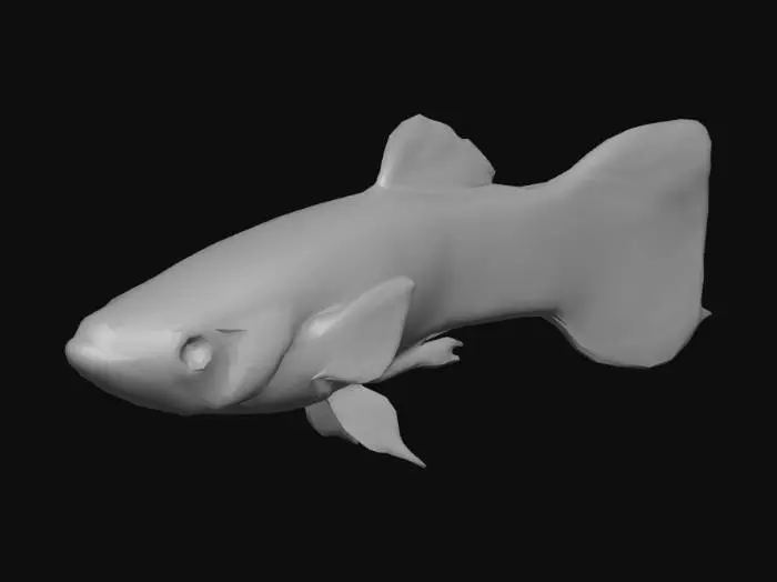 3D model for Half Black Endler Guppy