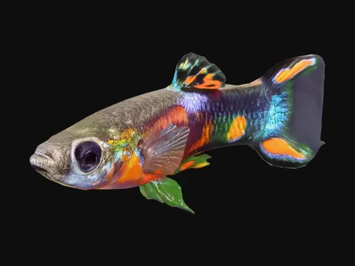 3D model for Half Black Endler Guppy