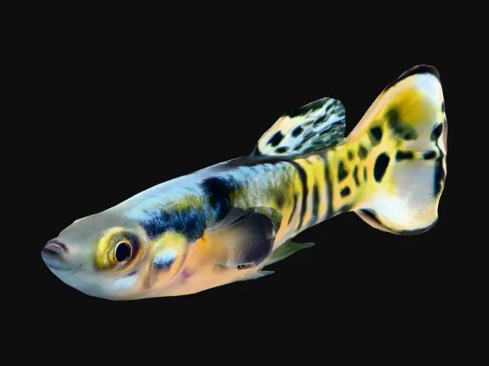3D model for Tiger Endler Guppy Male