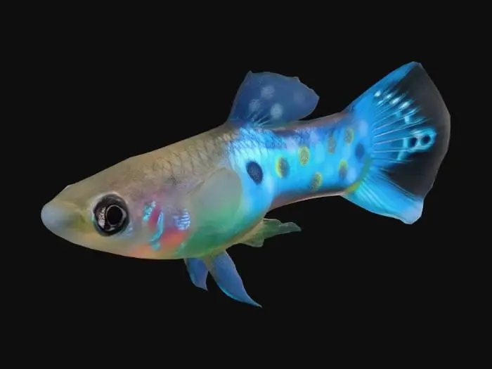 3D model for Blue Endler Guppy Male