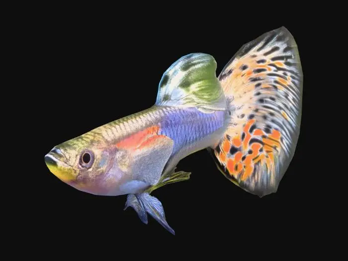 3D model for Japanese Blue Mosaic Guppy Male