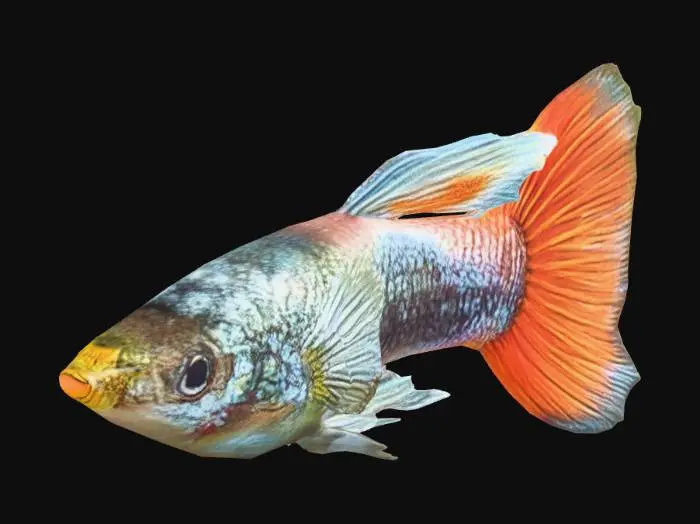 3D model for Santa Claus Guppy Male