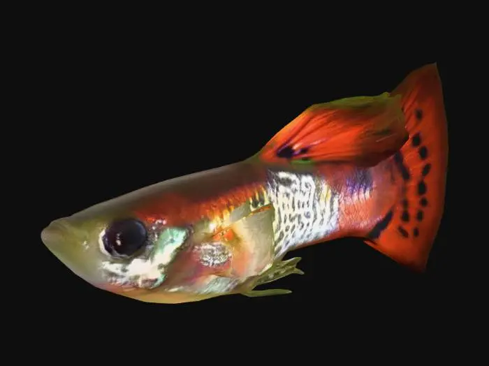 3D model for Red Cobra Guppy Male