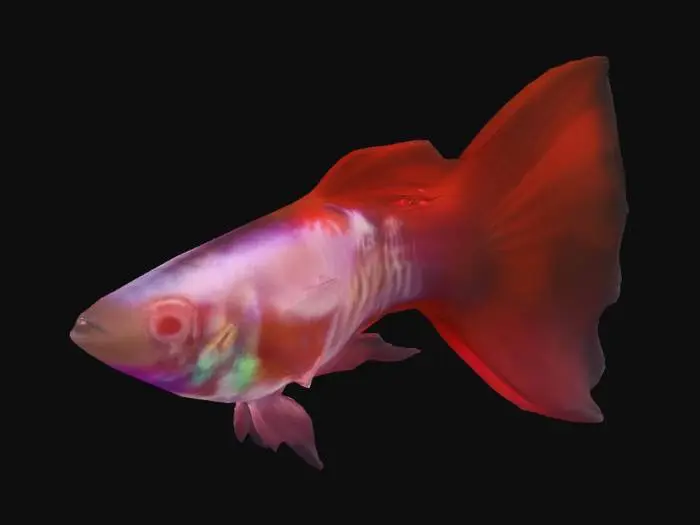 3D model for Albino-King-Cobra-Redtail Guppy Male