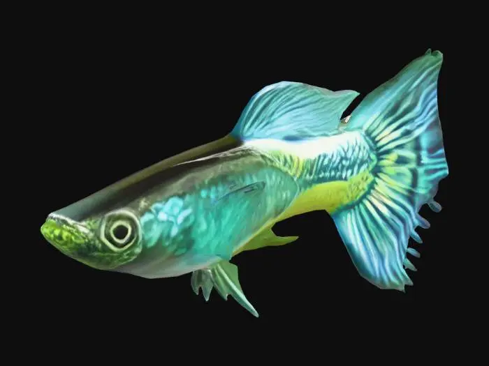 3D model for Mosaic Guppy Male