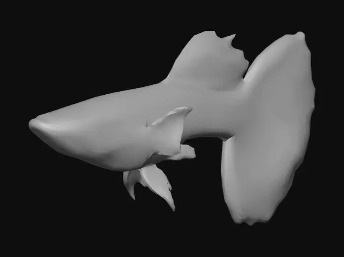 3D model for Dragon Guppy Male