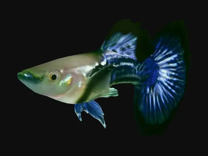 3D model for Dragon Guppy Male