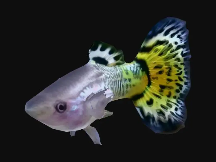 3D model for Golden Mosaic Guppy Male