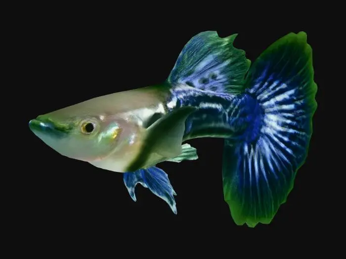 3D model for Dragon Guppy Male