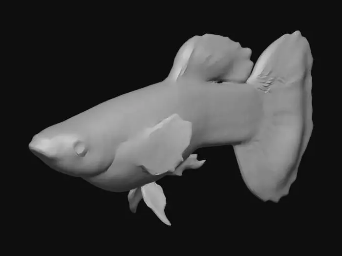 3D model for Round Tail Guppy