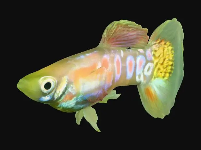 3D model for Round Tail Guppy
