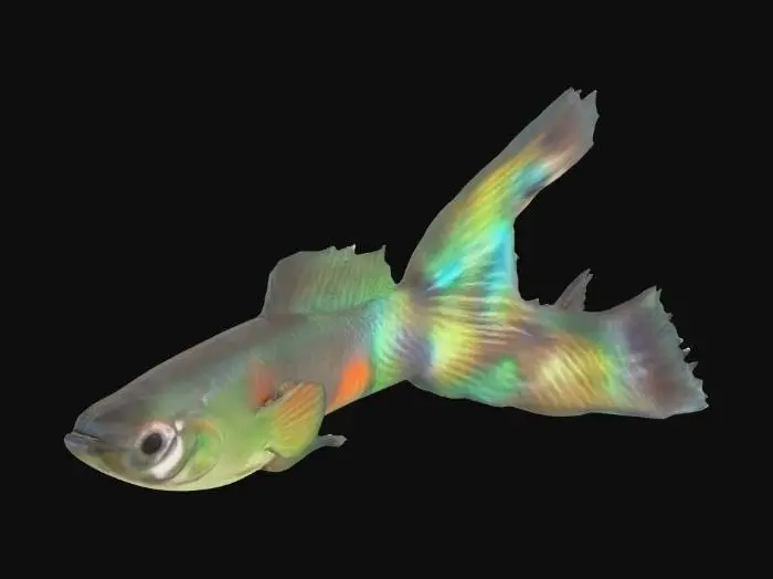 3D model for Lyretail Guppy