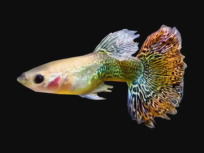 3D model for Mosaic Guppy Male