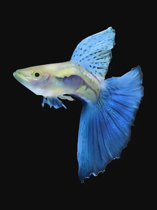 3D model for Blue Guppy Male