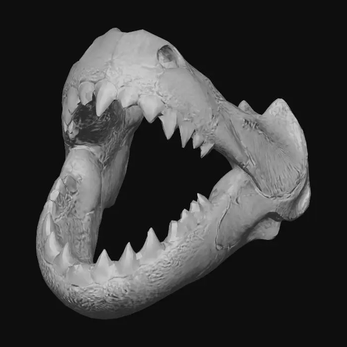 3D model for Jaws and teeth of red piranha