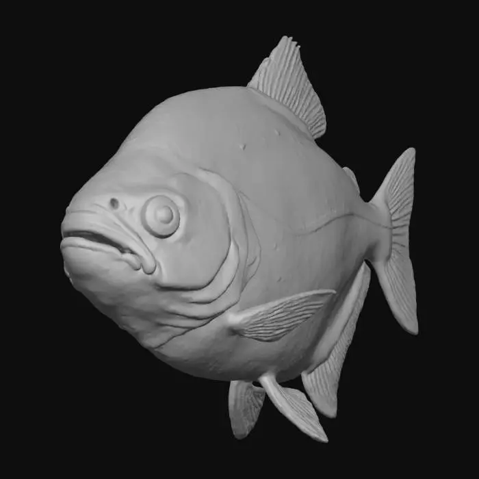 3D model for Black Piranha Juvenile (Serrasalmus Rhombeus)