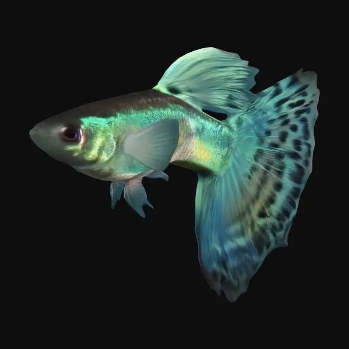 3D model for Bi-Coloured Guppy Male