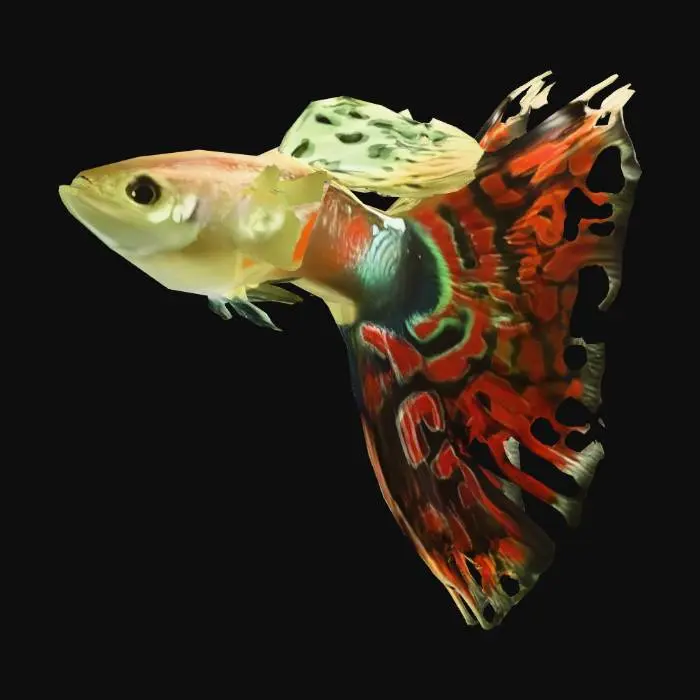 3D model for Mosaic Guppy