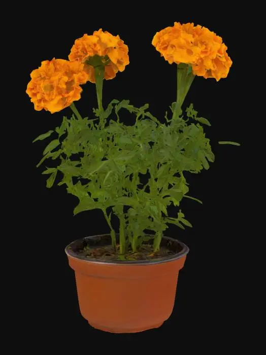 3D model for Marigold in Bloom