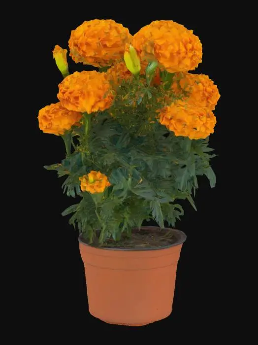 3D model for Marigold Elegance