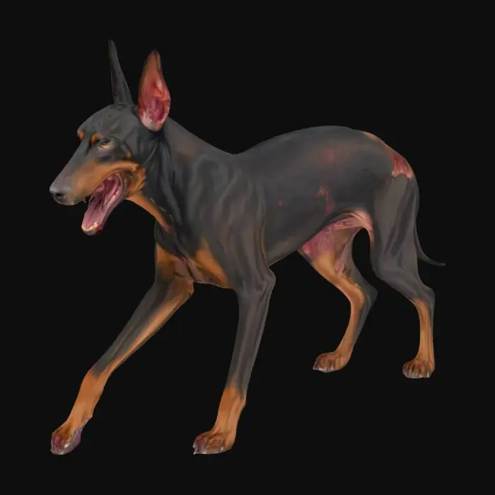 3D model for a skinny feral dobberman dog , very agressive, with wounds 