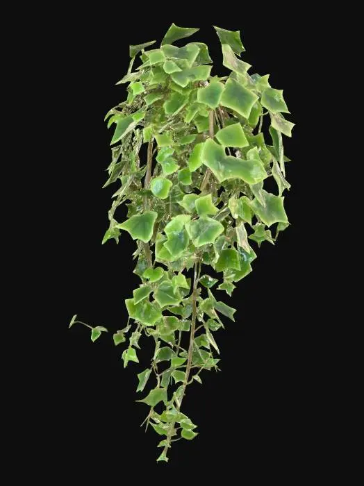 3D model for image of a vine