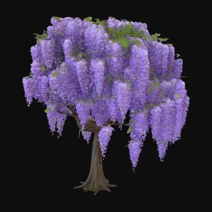 3D model for fammi albero
di glicine