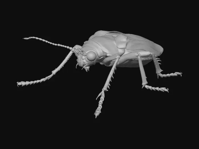 3D model for Colorful Beetle Artistry