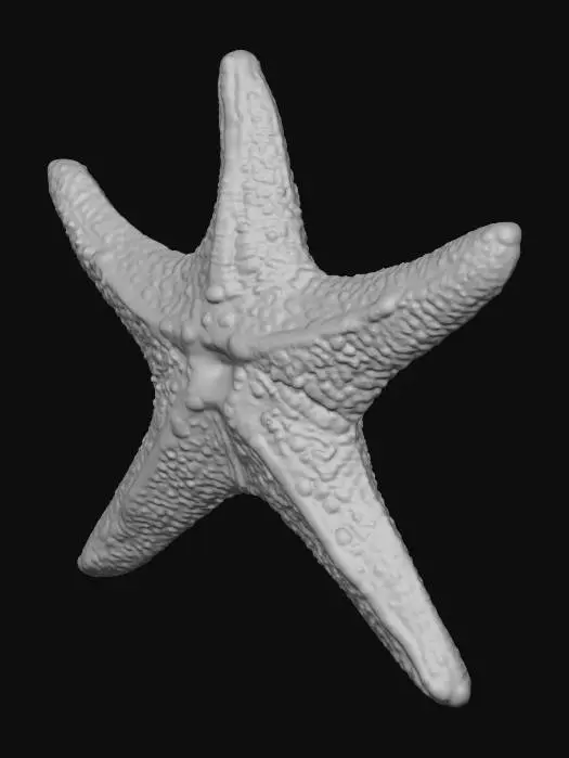 3D model for Starry Wonder