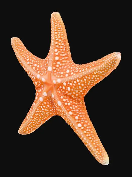 3D model for Starry Wonder