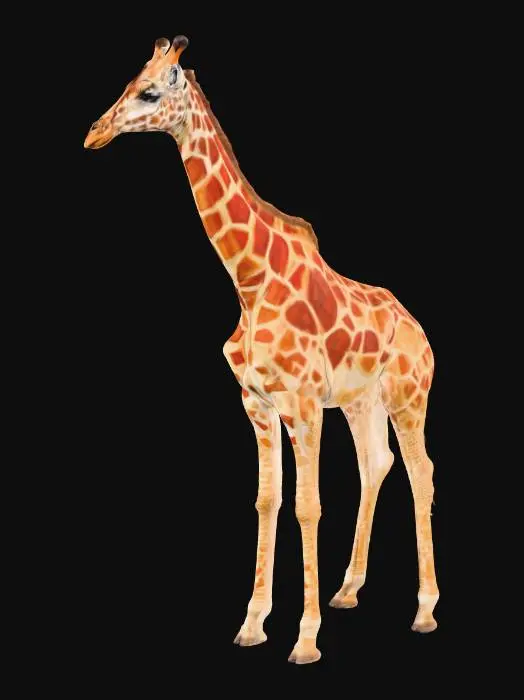 3D model for Giraffe Grace