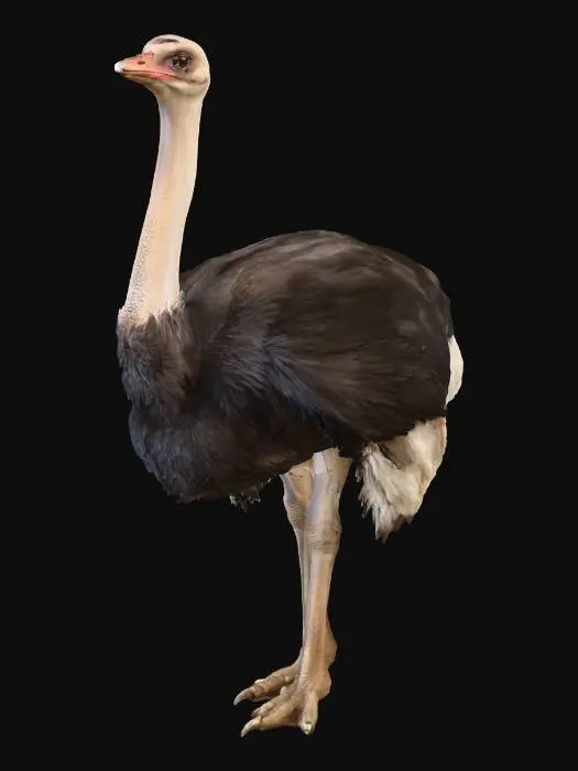 3D model for Desert Wanderer