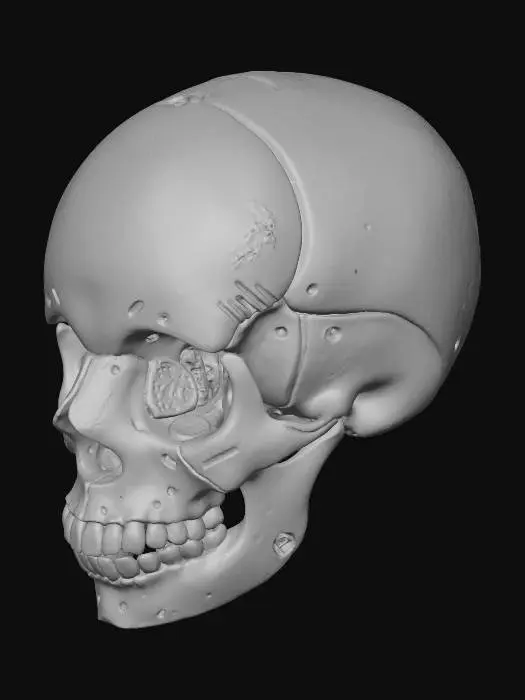 3D model for Crash Test Skull