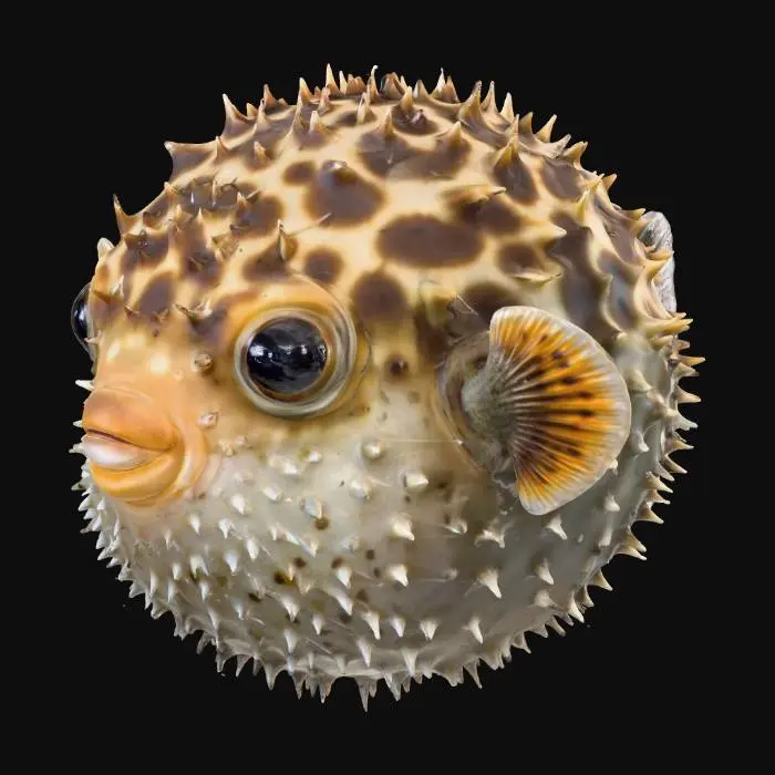 3D model for Spiky Wonder