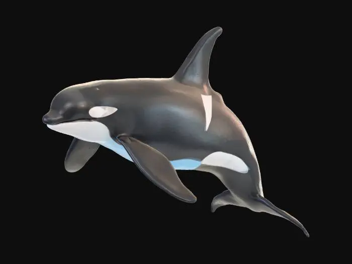 3D model for A hyper-detailed DnD miniature of a majestic orca, dynamically posed mid-breach above a translucent circular water base. Its sleek, wet-look skin features sharply contrasted black and stark white patterns. The muscular body and powerful tail are finely sculpted, conveying immense frozen motion. The shimmering water base displays subtle ripples and delicate foamy spray, capturing a powerful, yet elegant scene.