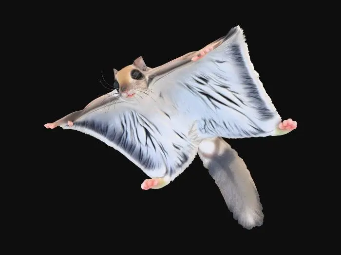 3D model for Flying Acrobat