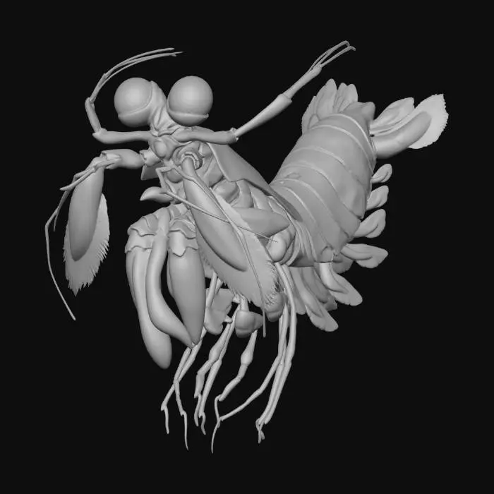 3D model for Aurora Mantis Shrimp
