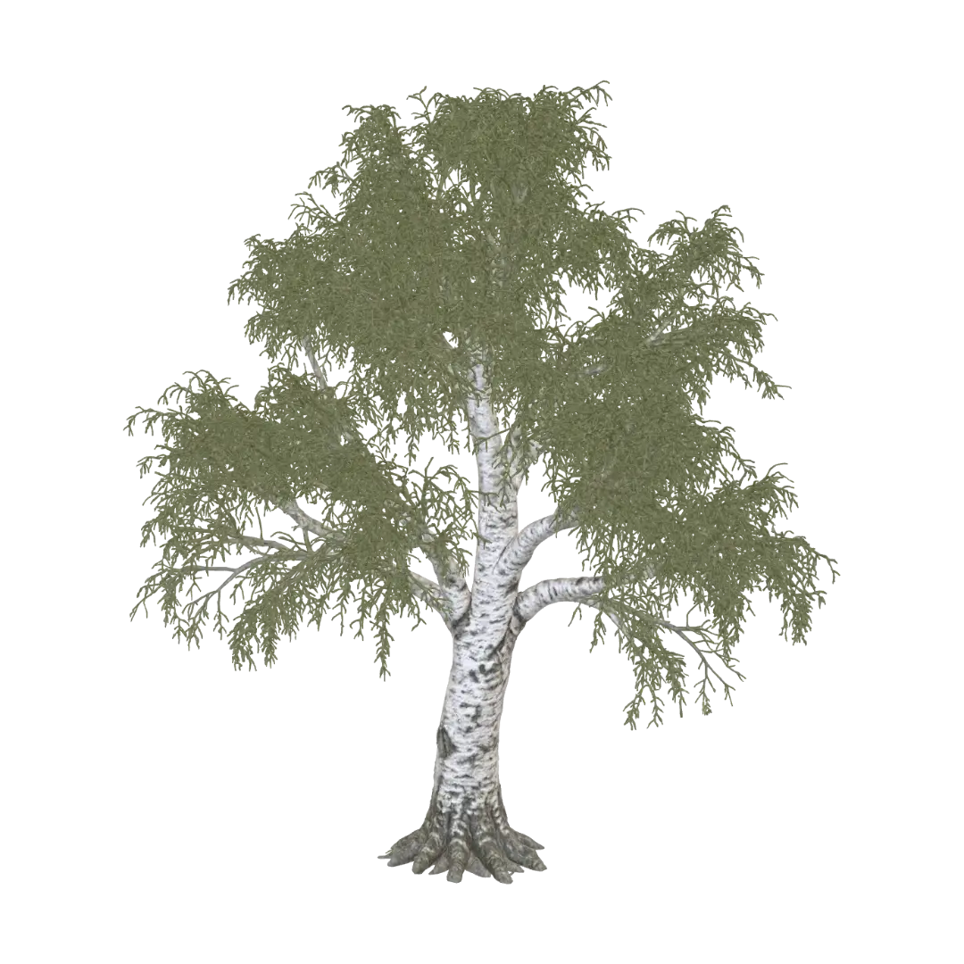 3D-модель Birch Tree - 3dmodel, сгенерированная ИИ