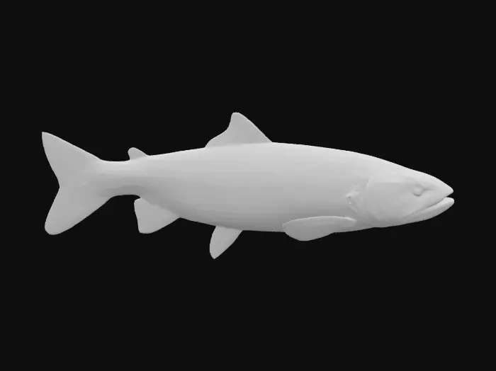 3D model for Create a brown trout They have a single soft dorsal fin and their pelvic fins are abdominal. Size: Brown trout vary significantly in size depending on theira habitat and food availability. In streams, they typically range from 15 to 22 inches in length and weigh 1 to 5 pounds, but can grow much larger Their bodies are generally olive green to brown on top, fading to a creamy, golden-yellow on the sides and an off-white belly known for their distinctive spots. They typically have black spots along their sides, back, and dorsal fin, often surrounded by a lighter halo. They have an elongated body that tapers at both ends, a relatively slender body with a long, narrow head Their caudal fin (tail fin) is delta-shaped and not forked. 